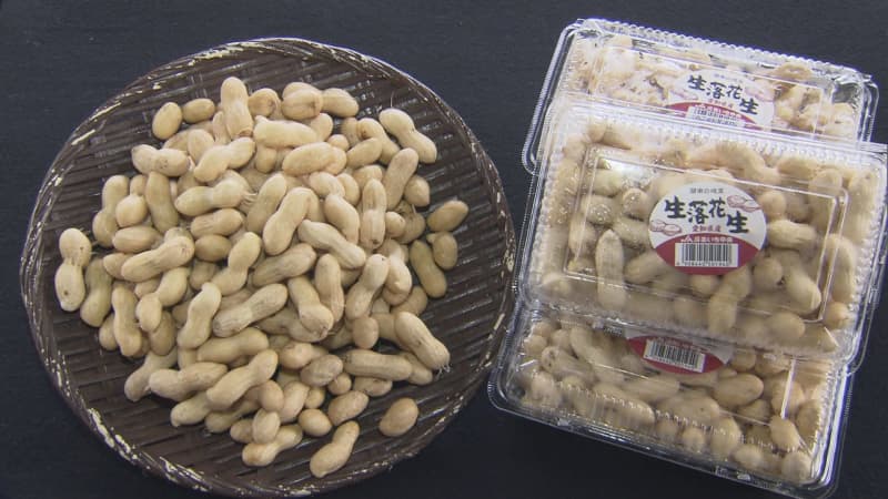 Accompanied by beer!Harvest of peanuts is at its peak This year, delicious shiny foods are available in Hekinan City, Aichi.