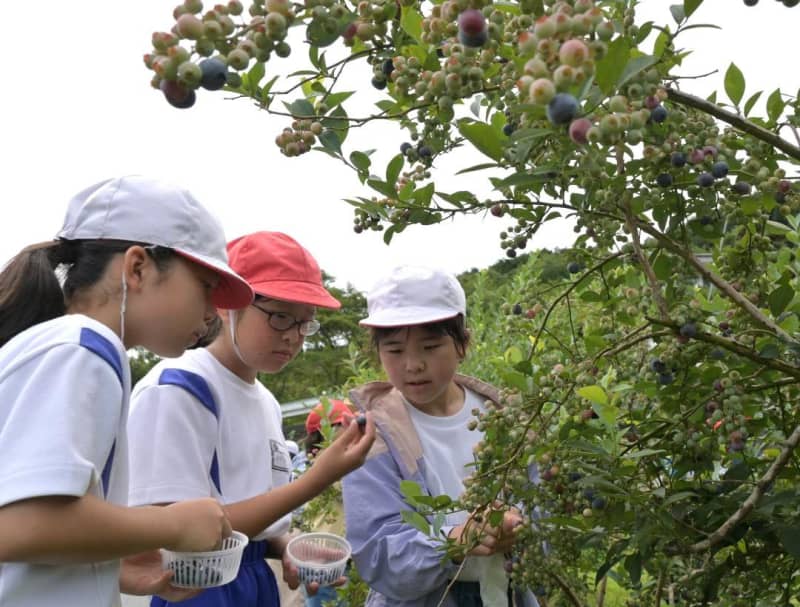 Blueberry picking experience 5th graders of Meitoku Elementary School in Kitaibaraki, Ibaraki
