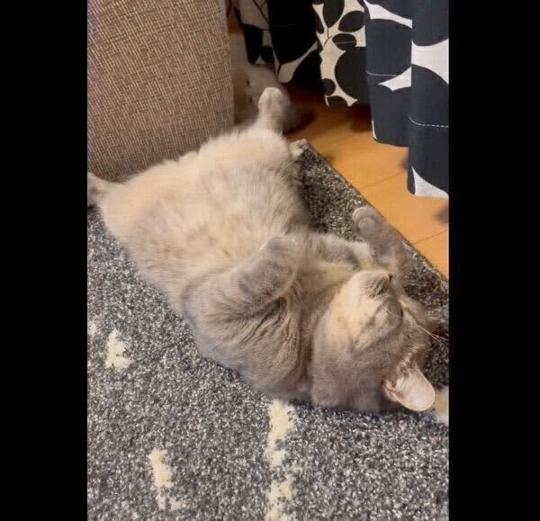 My sister's cat starts playing with the tail of her sleeping older brother.