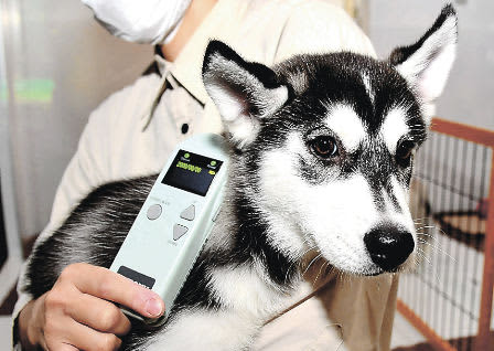 37 stray dogs with microchips become owners in Gunma Prefecture