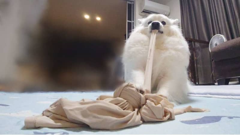 What's that, pizza?A dog who couldn't go for a walk turns his owner's shirt into a giant