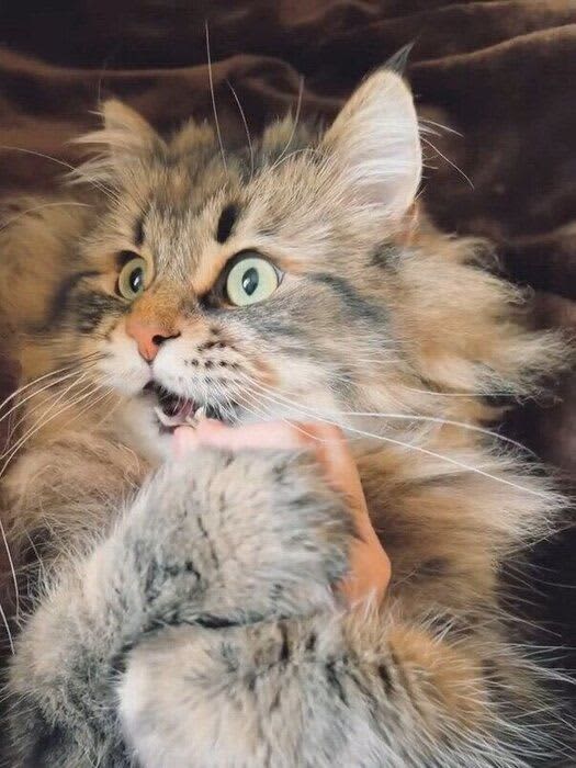 What the hell have you seen! ?A cat with an astonishing expression becomes a hot topic!