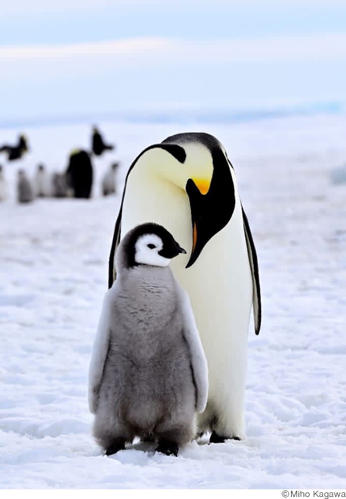 間違いなく癒やされる！ ペンギンの親子を撮影した香川美穂写真展「PENGUIN LIFE ～ペ…