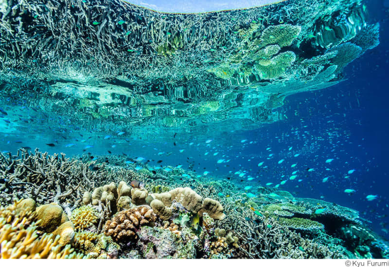息をのむほど美しい“海のジャングル”を堪能できる 古見きゅう写真展「The Coral Tri…