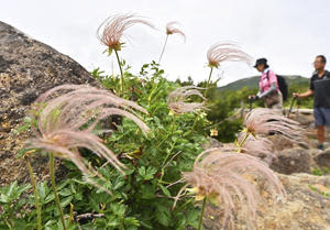 Fluffy fluff "Chinguruma" Azuma mountain range, Ubagahara, soothes climbers