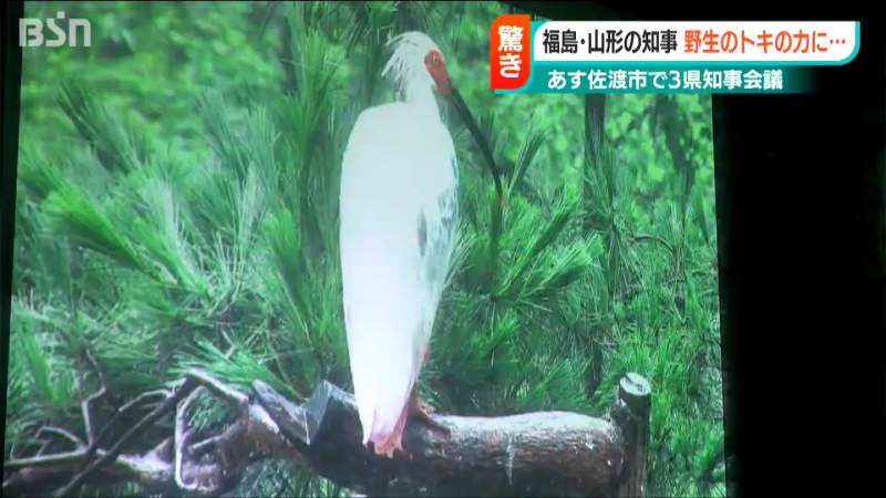 Sado's "Crested Ibis" Confirmed in Yamagata and Fukushima Three Prefectural Governors Visit the "Crested Ibis Conservation Center" Niigata Prefecture