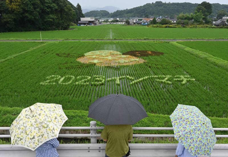 Art in rice fields, hydrangeas in full bloom Isomachi district of Kanuma