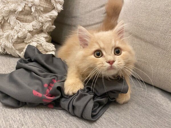 A kitten holding the clothes that spilled "Churru" on it with a look as if to say "I will never give it to you"...