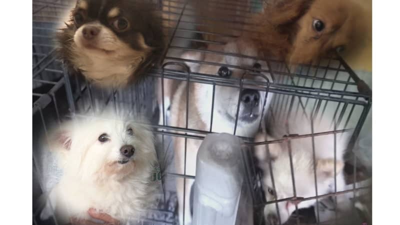 Owners' refusal to pick up pets... 'microchips' that can't save pets Follow-up rescue requests to welfare groups