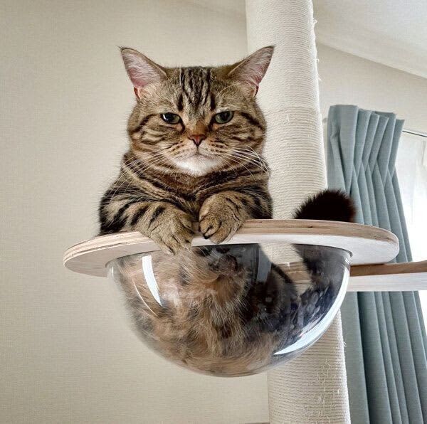 A cat relaxing in a cat tower, and if you look closely... the cuteness of it looks like a "mermaid"!