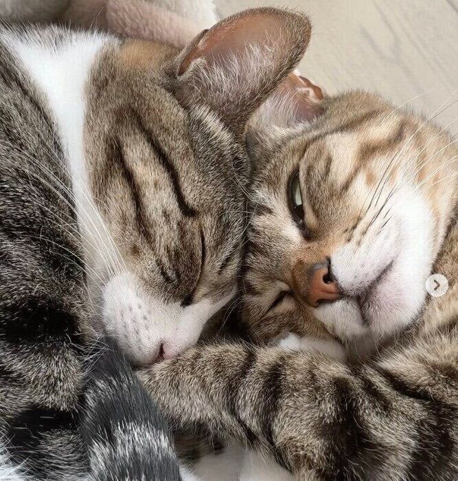 Siblings sleep together even after a fight We asked a veterinarian about the psychology of cats sleeping together!
