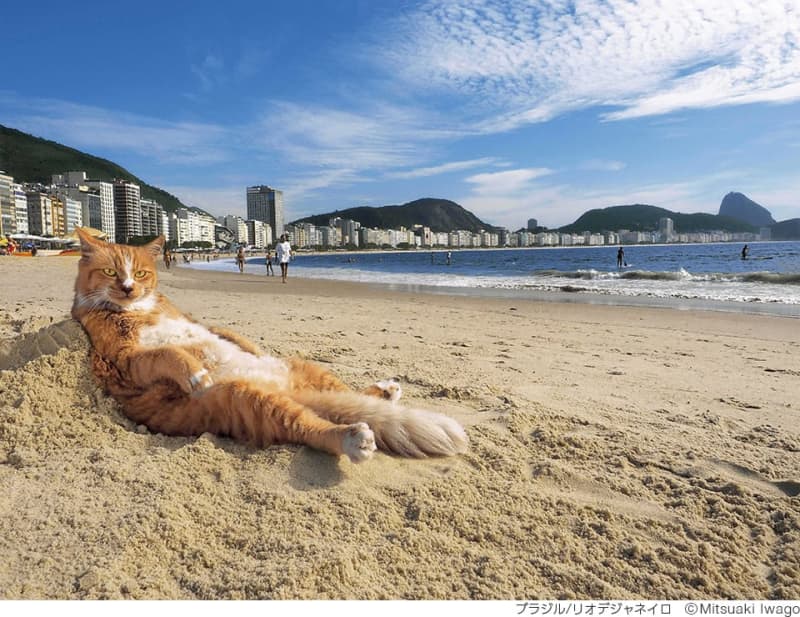 世界中のおちゃめ猫が大集合！ 人気番組の写真展「岩合光昭の世界ネコ歩き2」周南展