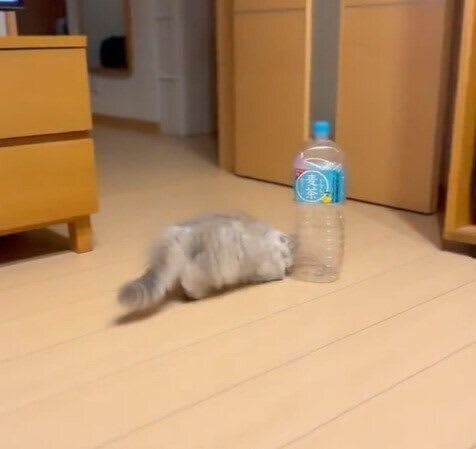 "You can watch it forever" Many people are soothed by the repeated play of a 3-month-old cat with a plastic bottle!