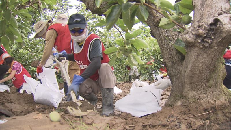 Hundreds of persimmon trees buried in earth and sand in Kurume city after heavy rains About XNUMX volunteers removed them [Fukuoka]