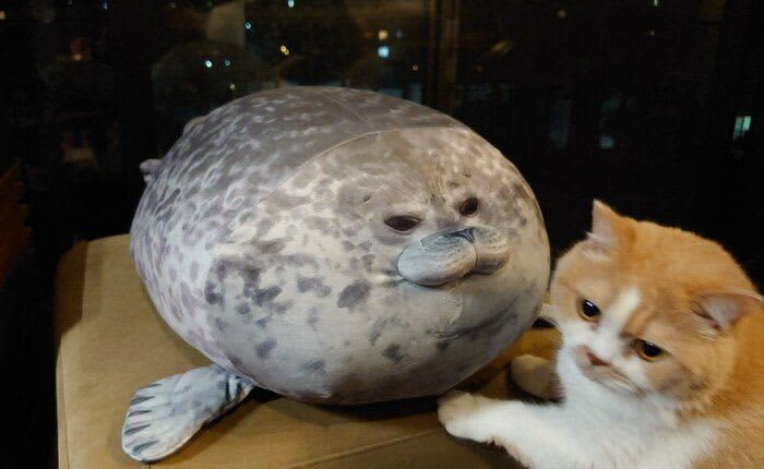 The cause was a cat Shocking change of stuffed seal became a hot topic