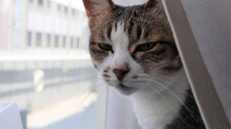 猫ちゃんもリラックス♪「猫の絶景リゾートベッド」を試してみた