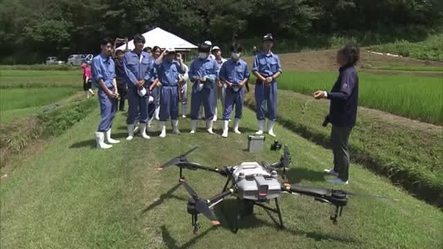 Cultivating branded rice “Fuku, Wara” Agricultural practice using drones by high school students in Iwaki City <Fukushima Prefecture>