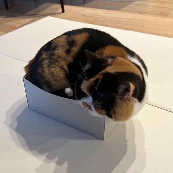 Exceeded the owner's expectations!A cat that fits "plenty" into a small box, knows its own size...