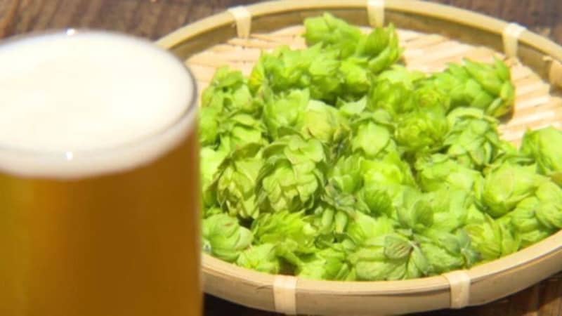 「おいしいビールになればいいな」 久万高原産ホップの収穫最盛期 新たなクラフトビールも開発