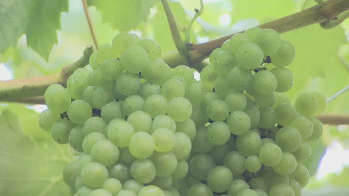 「山梨のワインが好きだ」大規模ブドウ畑造成が見据えるワインの未来　山梨で続ける意義とは