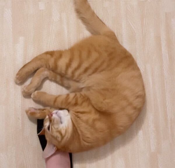 Enthusiastic pickpocket attack with joy at the owner's return home!The cuteness of the cat's "Welcome home routine" is amazing