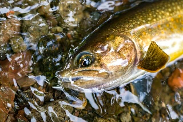 "Summer has begun!" Fly fishing while feeling the coolness in the mountains of Kitashinano