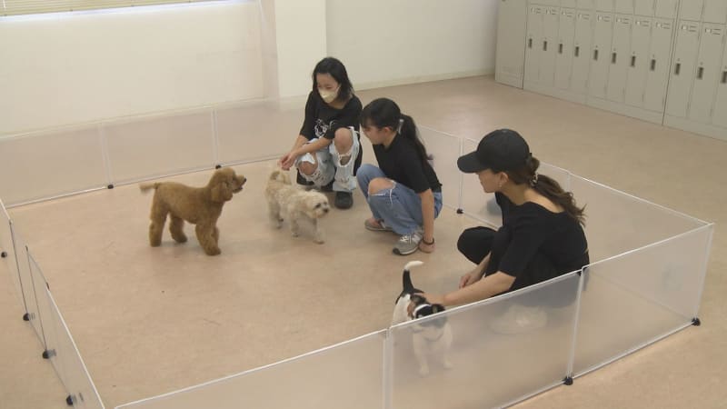 An event where children interact with animals Gunma Maebashi City