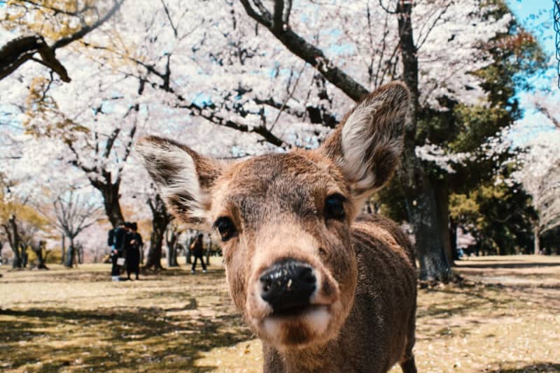 8 Misconduct of Visitors to Japan: Hitting Deer in Nara, Bringing Cameras into Hot Springs, Turning Hotels into Landfills...-Hong Kong Media