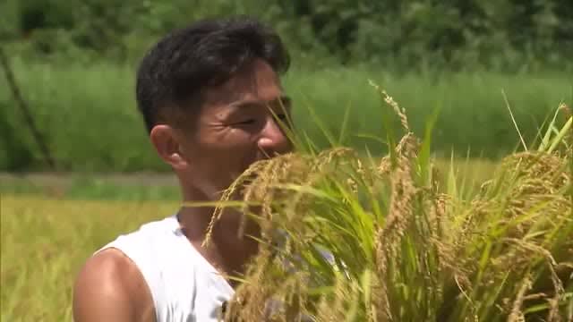Former Japanese rugby team member Toshiaki Hirose harvests rice in Miyazaki Prefecture