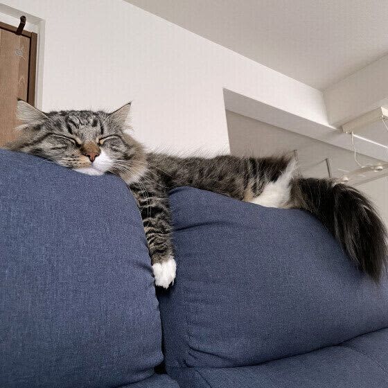 We asked an expert why many cats like to sit on the backrest of their sofa