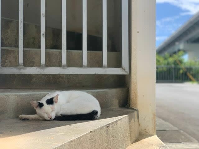 At a new art spot in Tomari, a port town [One Hundred Views of Ryukyu Island Cats vol.17 “Cats on the dock in the hot summer” Naha City, Okinawa Prefecture]