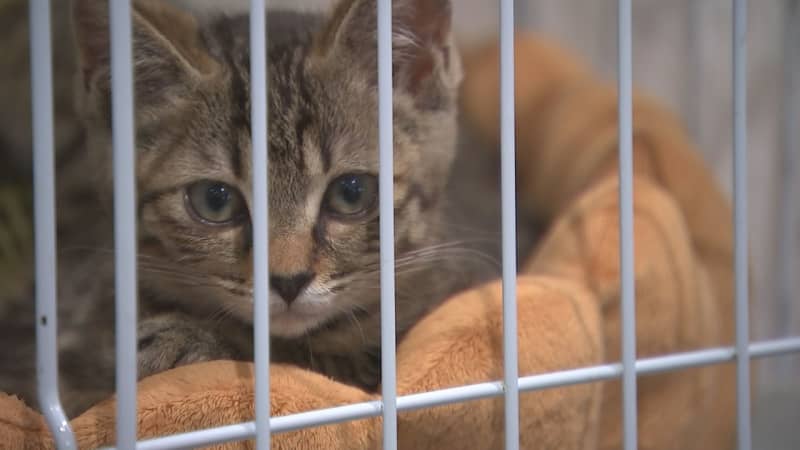 幸せに暮らしたいニャン　保健所が保護した28匹のネコ　譲渡会で飼い主探し　岩手・盛岡市