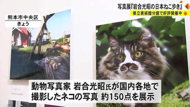 Photo exhibition "Mitsuaki Iwago's Japanese cat walk" is being held at the Prefectural Museum of Art [Kumamoto]