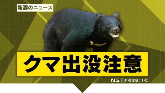 [Caution for bear appearance] A bear sighting at a place XNUMXm away from the campsite [Niigata Joetsu city]