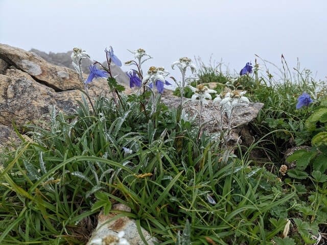 "Rare alpine plants" parade! "Iwate/Mt. Hayachinesan" Flower Climbing Report