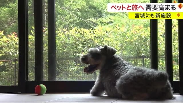 そうだ！ペットと旅に行こう！需要高まる「ペットツーリズム」新施設 続々〈宮城〉