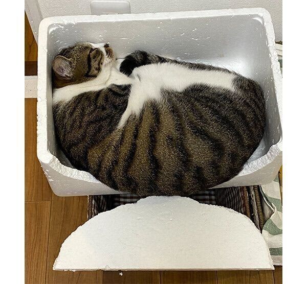 "Do you want to break it like that?"What happened to a cat sleeping in a styrofoam box...