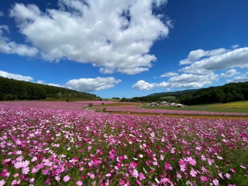Hokkaido "Taiyo no Oka Engaru Park" Japan's largest!1000 million cosmos flowers bloom!The best time to see them is from the end of August