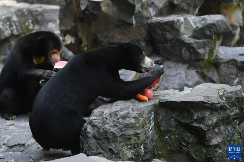 "Is there a person inside?" Human-like sun bears are popular in China
