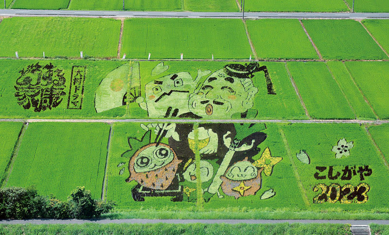 Taiga Drama, Strawberries, “Tarobei Mochi”… A Variety of Rice Paddy Art at its Best in Koshigaya