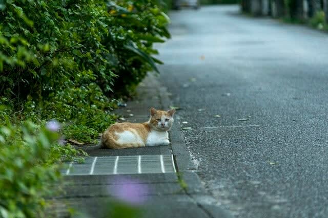 Cats living in the middle of Miyako and Yaeyama [XNUMX Views of Ryukyu Island Cats / Tarama Village, Okinawa Prefecture]