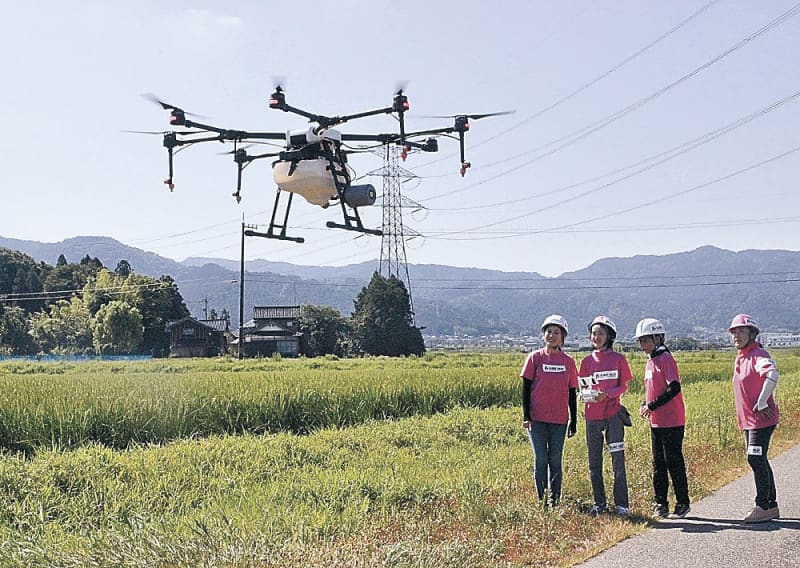Drone pesticide spraying by an all-female team in a rice field in Tsubokawa, Nakanoto Town