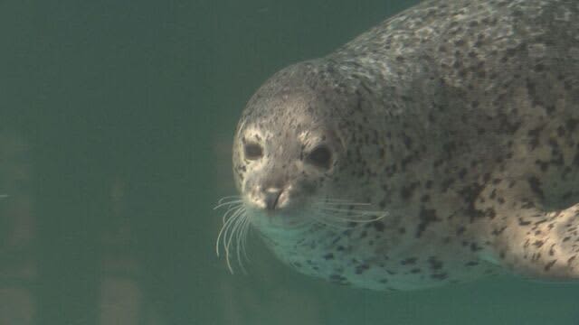``Refrain from playing with objects'' due to poor health of seals Aquarium ``please'' becomes a hot topic Sapporo