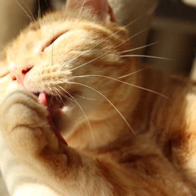 When does a cat "lick its own hand"? 5 reasons and when to be careful