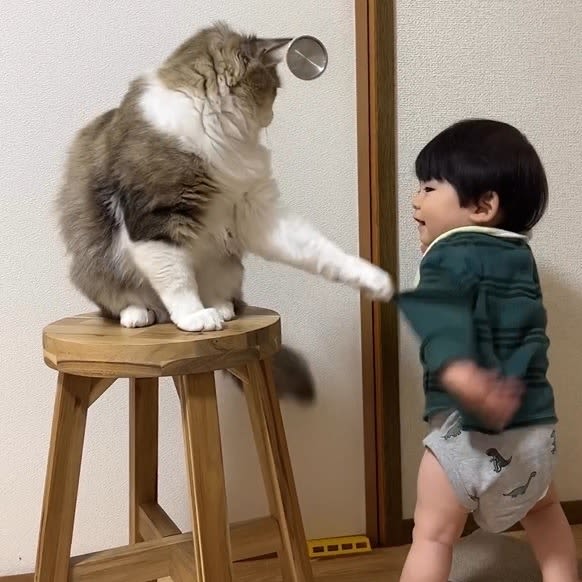 Don't open that door, the playful interaction with the "sitter cat" watching over the 1-year-old child has received a response from both inside and outside Japan, "Both are cute...