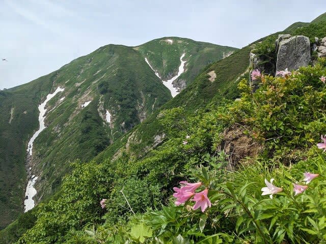 Superb view of the traverse and summit panorama!``Zebra pattern'' of Mt. Asahidake, one of the 1 famous mountains, and the colors of early summer ``Mountaineering report''