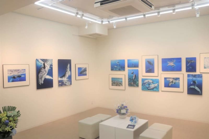 Feel like swimming with dolphins! A popular SNS photographer share the "once-in-a-lifetime chance at the sea"...