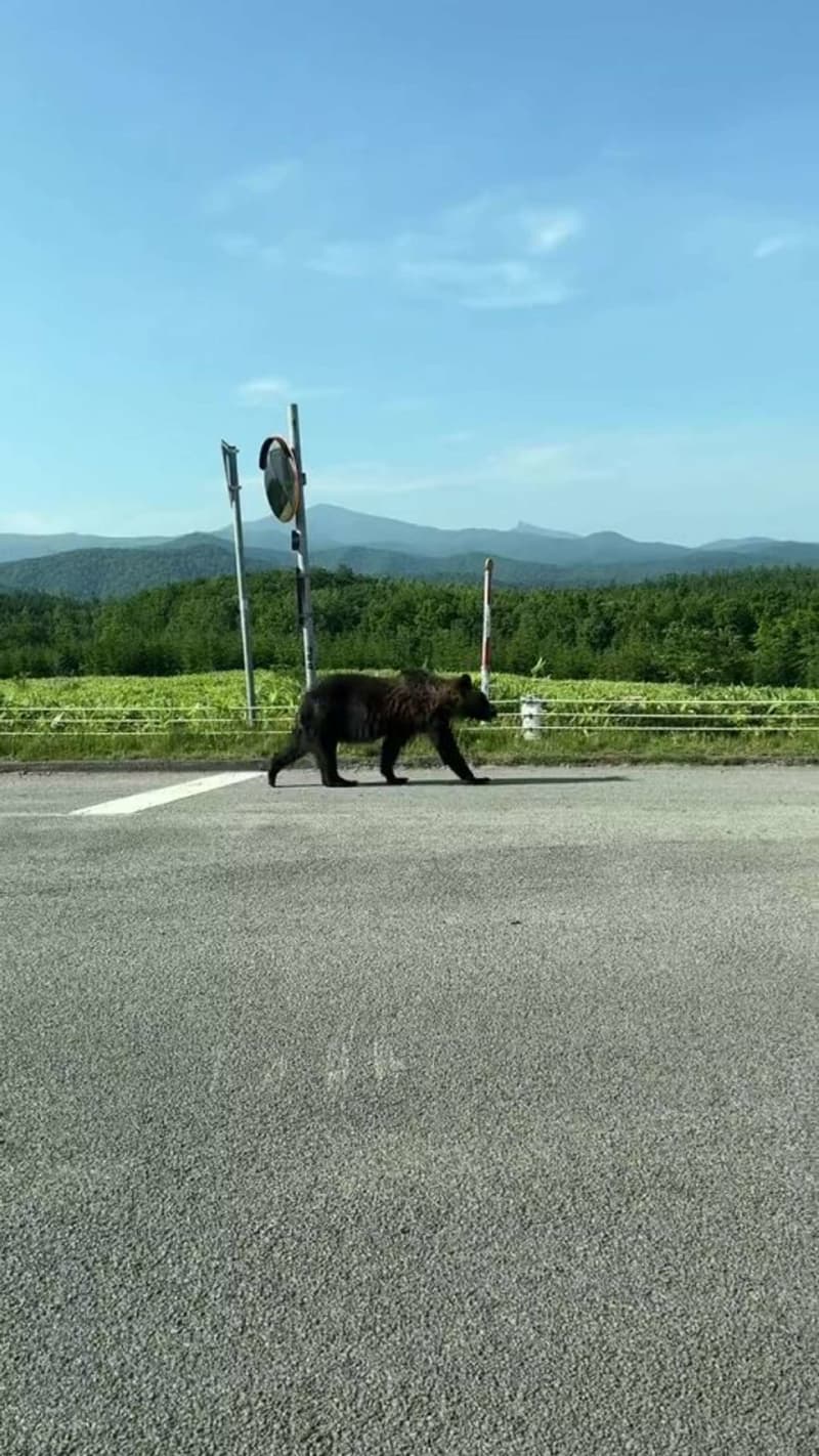 A bear is walking right next to me... What should I do if I meet one?Click here for "How to deal with bears" by distance