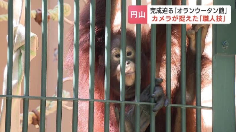 It's like a forest in Southeast Asia... A camera sneaks into the orangutan pavilion, a new facility at Maruyama Zoo in Sapporo City, which is nearing completion! [Exclusive]