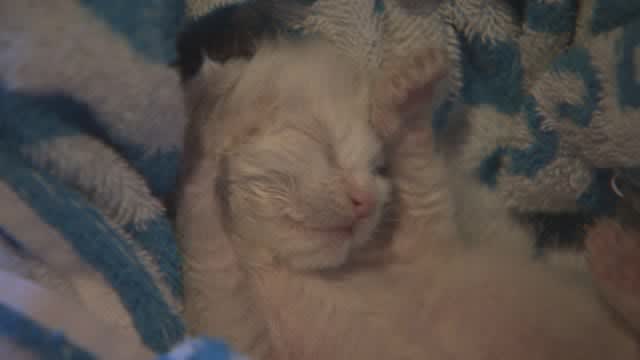 ``Surprise and sadness'' of finding a kitten put in a bag with garbage [Nagasaki]